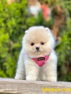 Safkan Teddy Bear Pomeranian Boo Yavrularımız 1