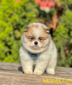 Safkan Teddy Bear Pomeranian Boo Yavrularımız 2