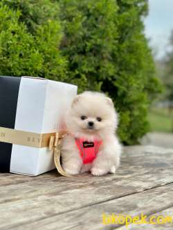 Safkan Teddy Face Pomeranian Boo Yavrular