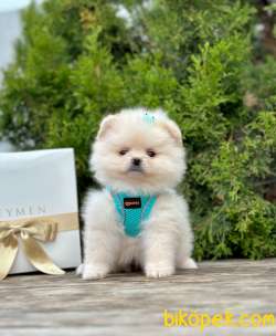 Safkan Teddy Face Pomeranian Boo Yavrular 3