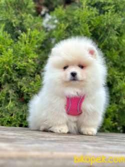 Safkan Teddy Face Pomeranian Boo Yavrular 4