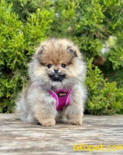Safkan Teddy Face Pomeranian Boo Yavrular 5