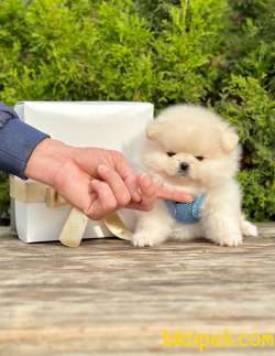 Safkan Teddy Face Pomeranian Boo Yavrular 5