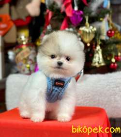 Safkan Teddy Face Pomeranian Boo Yavrular