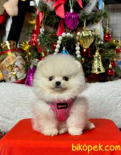 Safkan Teddy Face Pomeranian Boo Yavrular 5