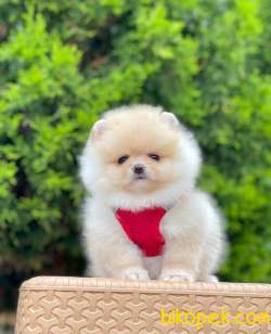 Safkan Teddy Face Pomeranian Boo Yavrularımız