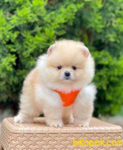 Safkan Teddy Face Pomeranian Boo Yavrularımız 2