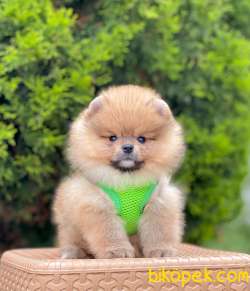 Safkan Teddy Face Pomeranian Boo Yavrularımız 3