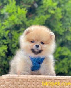 Safkan Teddy Face Pomeranian Boo Yavrularımız 4