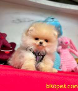 Safkan Teddy Face Pomeranian Boo Yavrularımız 5