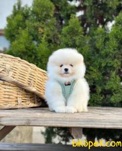 Safkan Teddy Face Pomeranian Boo Yavrularımız 4