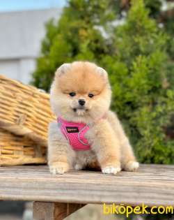 Safkan Teddy Face Pomeranian Boo Yavrularımız 3