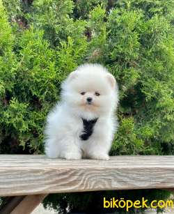 Safkan Teddy Face Pomeranian Boo Yavrularımız 2