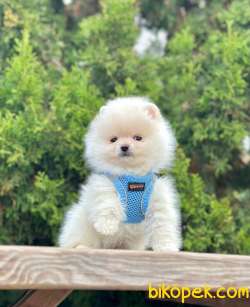 Safkan Teddy Face Pomeranian Boo Yavrularımız 5