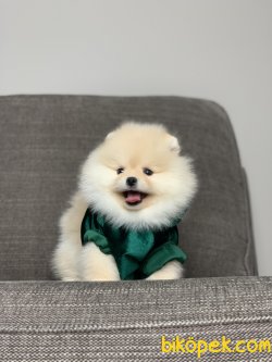 Safkan Teddy Face Pomeranian Yavrularimiz 1