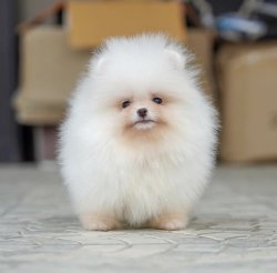 Safkan Teddy Face Pomeranian Yavrularimiz 2