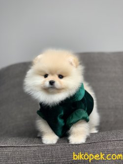 Safkan Teddy Face Pomeranian Yavrularimiz 3