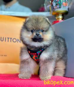 Safkan Teddy Pomeranian Boo Yavrularımız 4