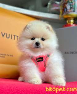 Safkan Teddy Pomeranian Boo Yavrularımız 5