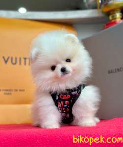 Safkan Teddy Pomeranian Boo Yavrularımız 5