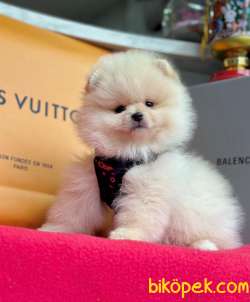 Safkan Teddy Pomeranian Boo Yavrularımız