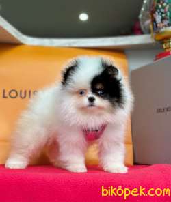 Safkan Teddy Pomeranian Boo Yavrularımız 4