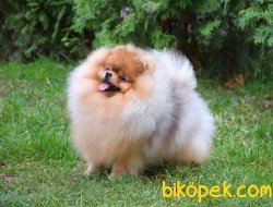 Safkan Teddybear 3