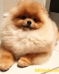 Safkan Teddybear 2