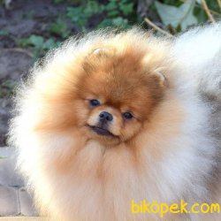 Safkan Teddybear 1