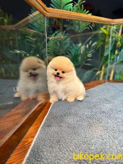 Safkan TeddyBear Kore Pomeranian Yavrularımız