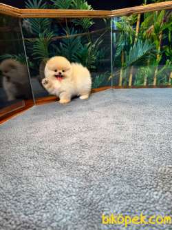 Safkan TeddyBear Kore Pomeranian Yavrularımız 3