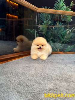 Safkan TeddyBear Kore Pomeranian Yavrularımız 2