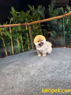 Safkan TeddyBear Kore Pomeranian Yavrularımız 3