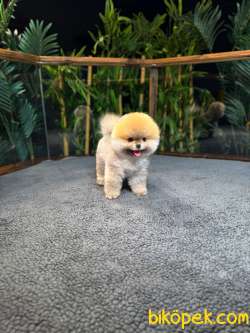 Safkan TeddyBear Kore Pomeranian Yavrularımız 2