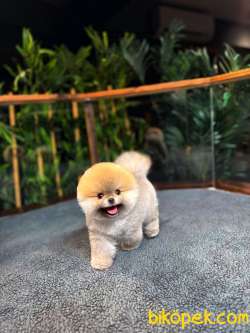 Safkan TeddyBear Kore Pomeranian Yavrularımız