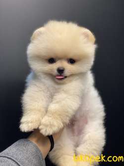 SAFKAN TEDDYBEAR OYUNCAK AYICIKLARIMIZ 5