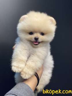 SAFKAN TEDDYBEAR OYUNCAK AYICIKLARIMIZ 4