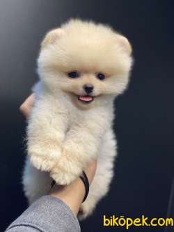 SAFKAN TEDDYBEAR OYUNCAK AYICIKLARIMIZ 2