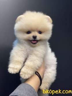 SAFKAN TEDDYBEAR OYUNCAK AYICIKLARIMIZ 1
