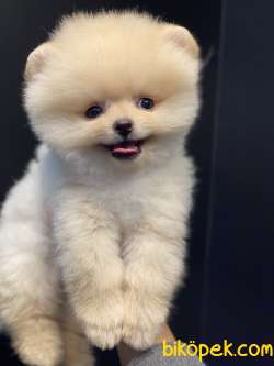 SAFKAN TEDDYBEAR OYUNCAK AYICIKLARIMIZ 3