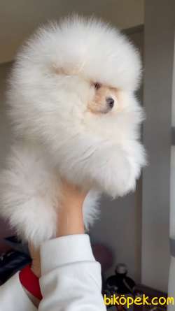 Safkan Teddybear Pomeranian BOO Oğlumuz Pofuduk / Yavrupatiler 4