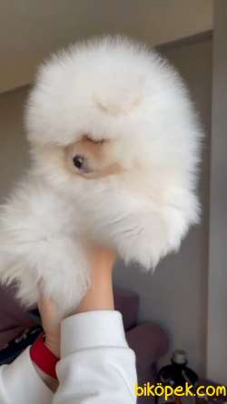 Safkan Teddybear Pomeranian BOO Oğlumuz Pofuduk / Yavrupatiler 3