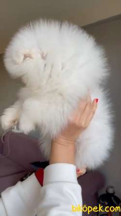 Safkan Teddybear Pomeranian BOO Oğlumuz Pofuduk / Yavrupatiler 5