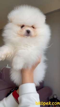 Safkan Teddybear Pomeranian BOO Oğlumuz Pofuduk / Yavrupatiler 1