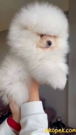 Safkan Teddybear Pomeranian BOO Oğlumuz Pofuduk / Yavrupatiler 2