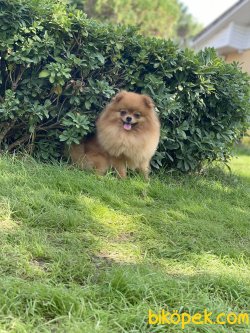 Safkan Teddybear Pomeranianboo 1