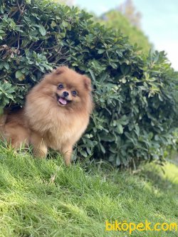 Safkan Teddybear Pomeranianboo 2