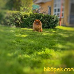 Safkan Teddybear Pomeranianboo 4