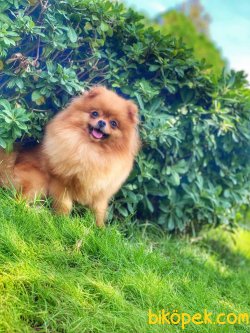 Safkan Teddybear Pomeranianboo 3