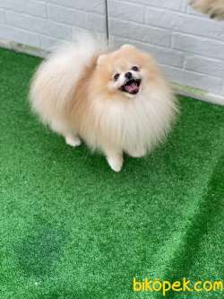 Safkan Teddybear Pomeranianboo 1